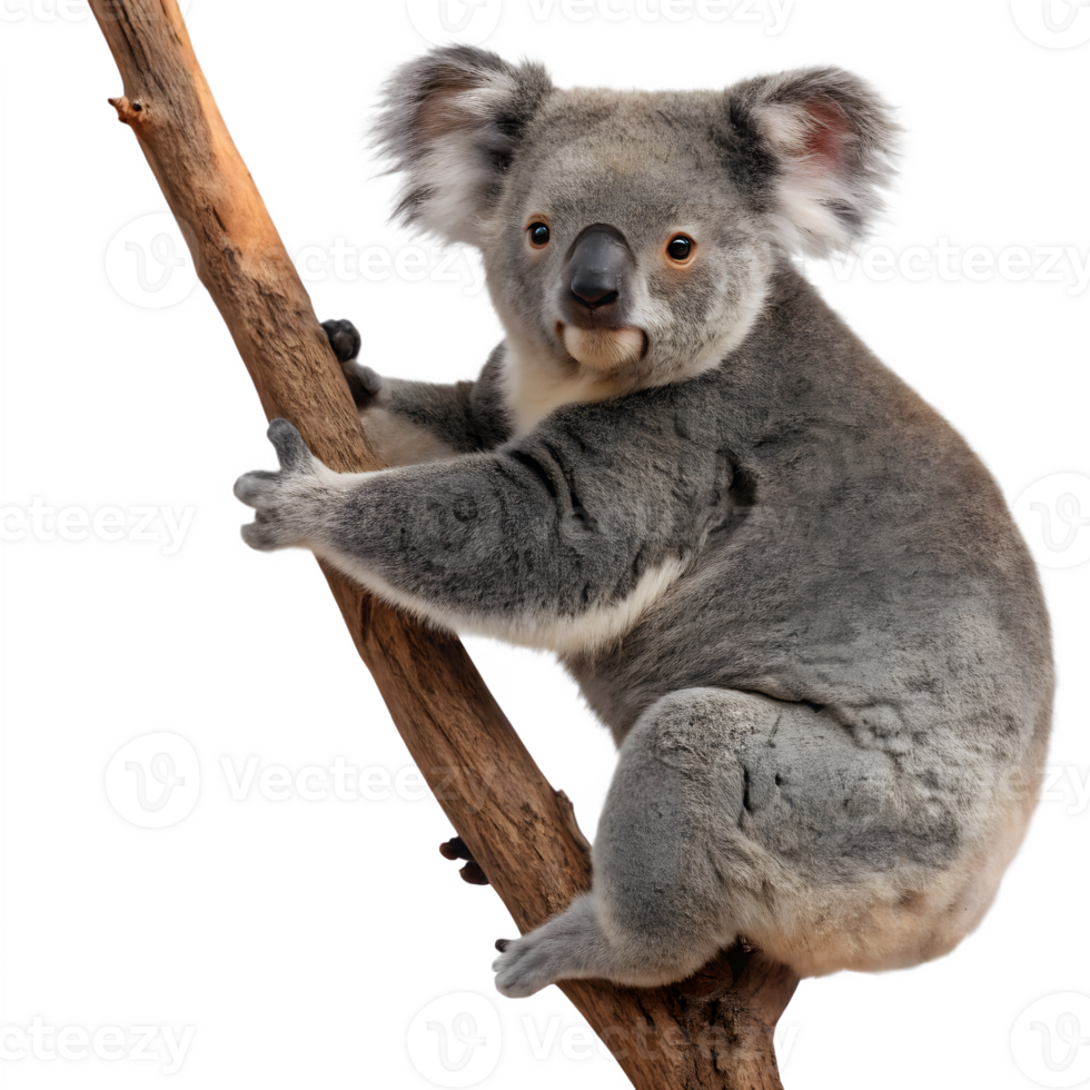 Koala bear on a tree branch png