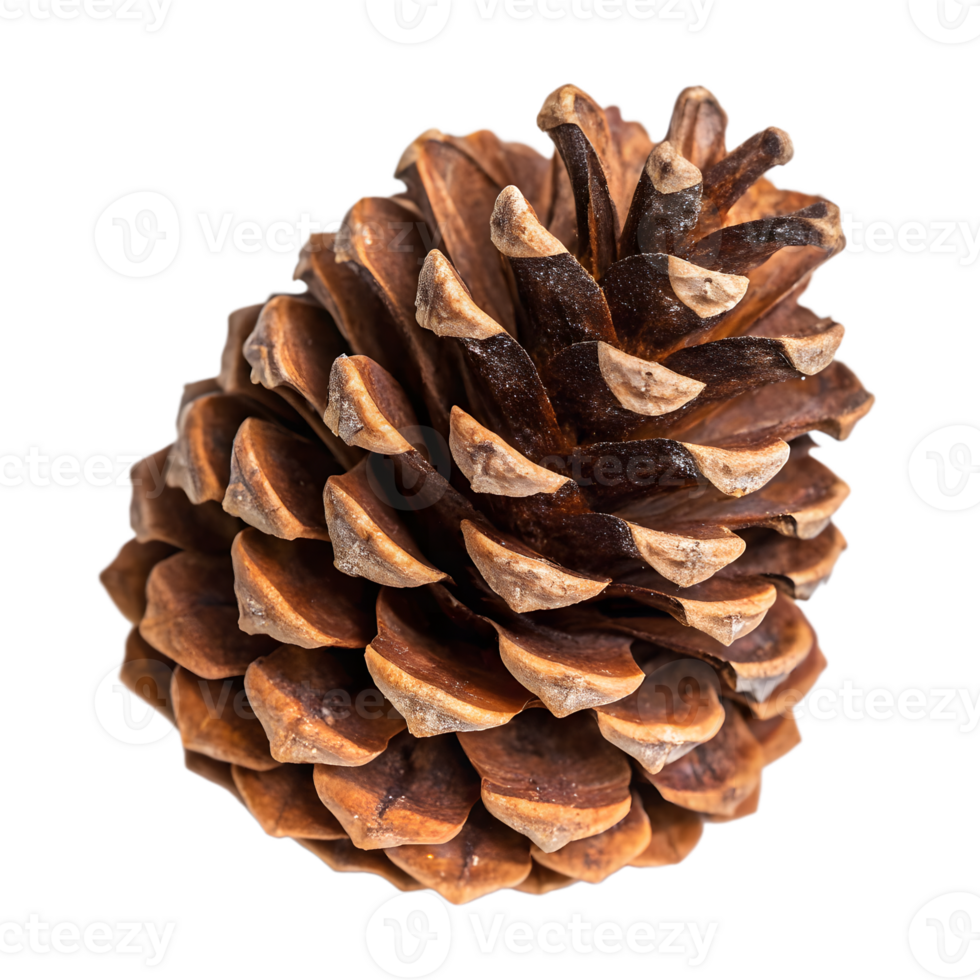 Natural Brown Pine Cone on Transparent Background png