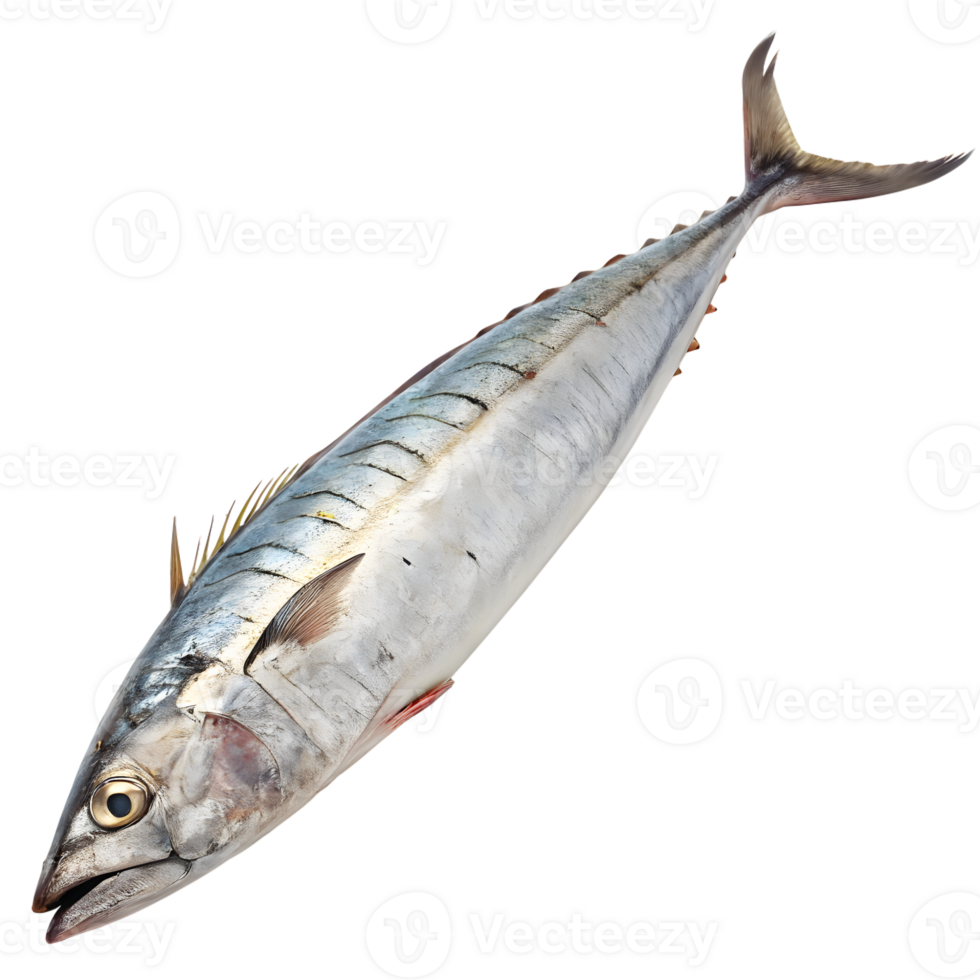 Sleek Barracuda Fish Isolated on Transparent Background png