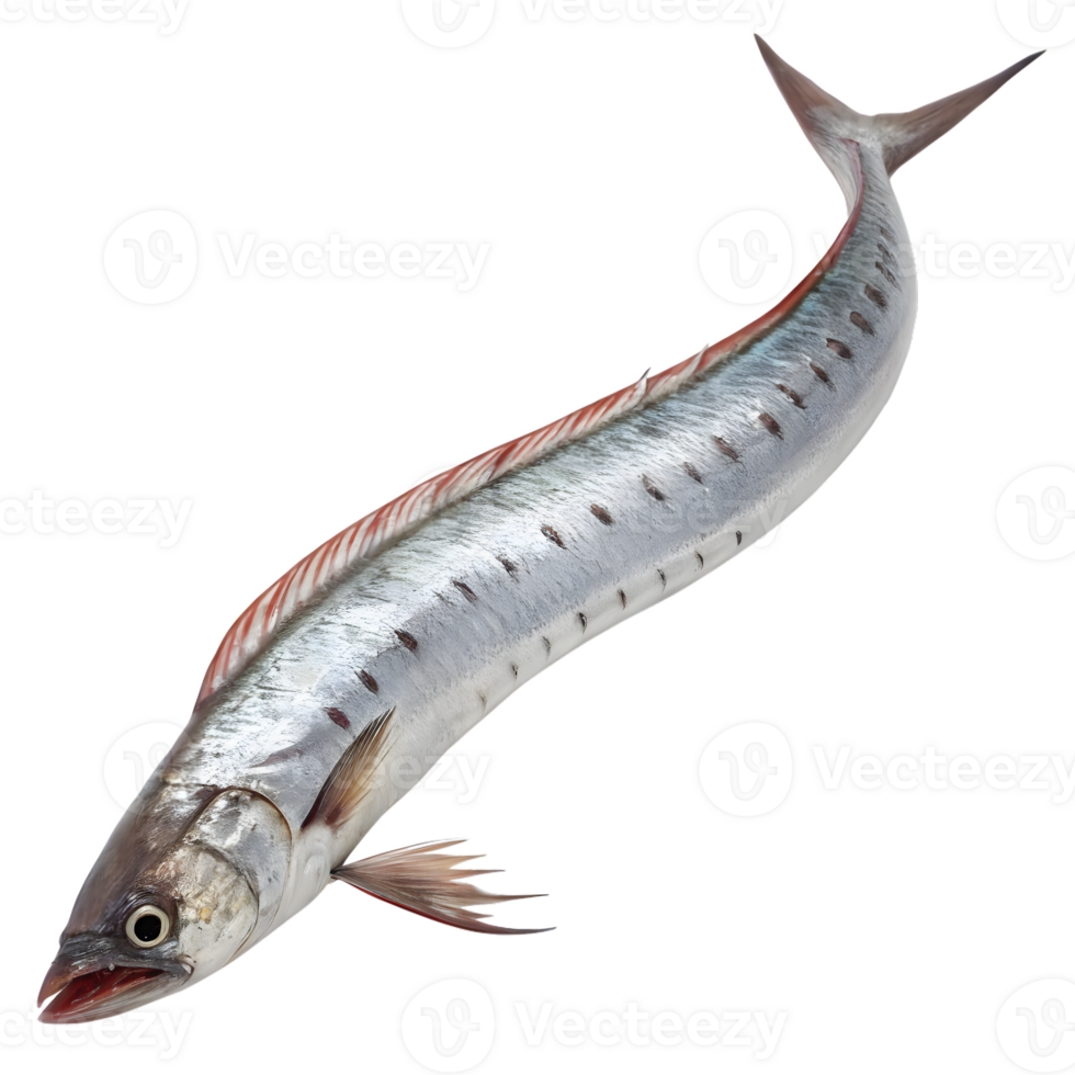 Elegant King Mackerel Fish Isolated on Transparent Background png