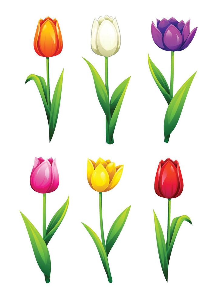Colorful tulip flowers in different colors, blooming with green leaves. Cartoon illustration. vector