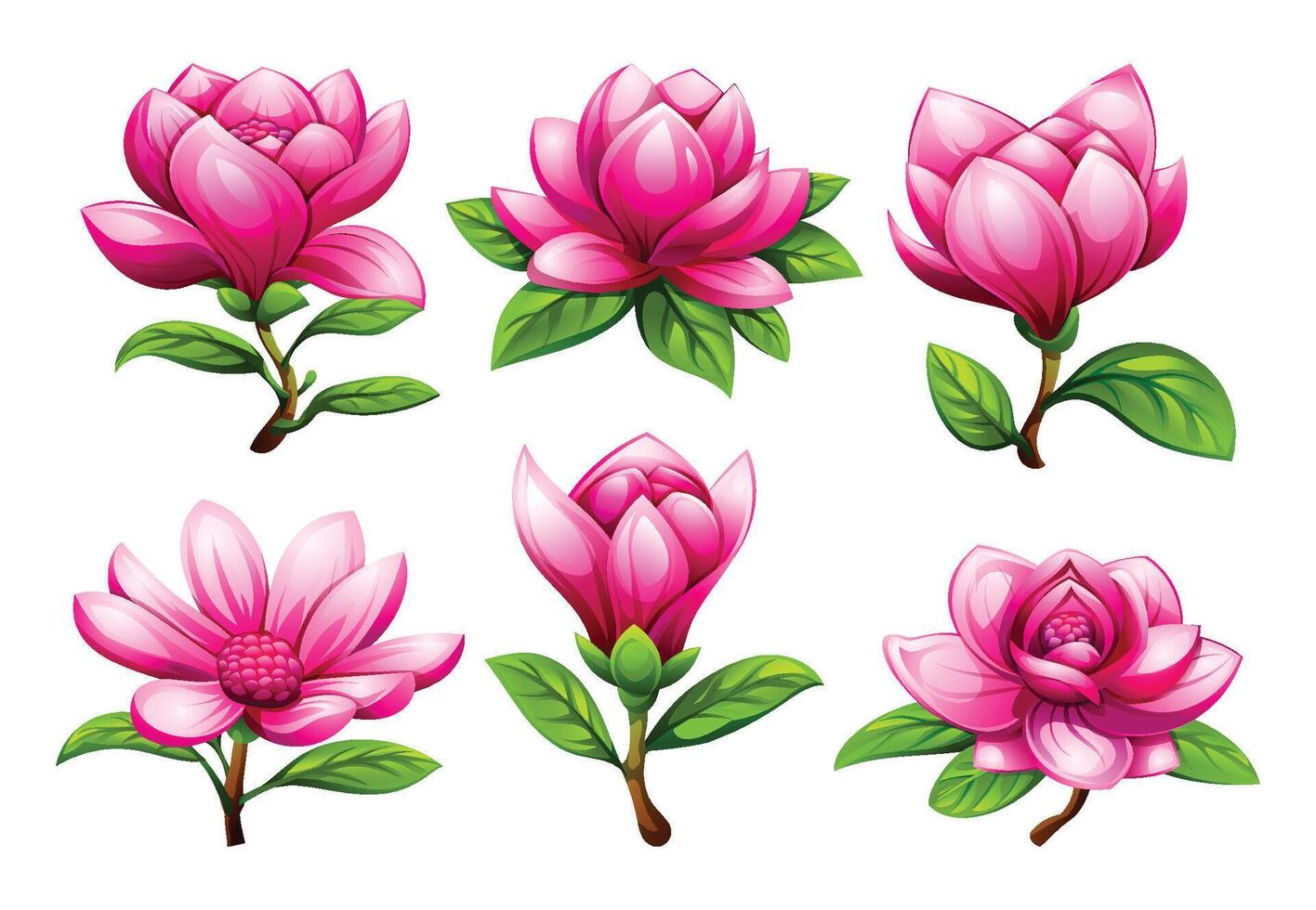 Various pink magnolia flowers with different blooming stages. Cartoon illustration vector
