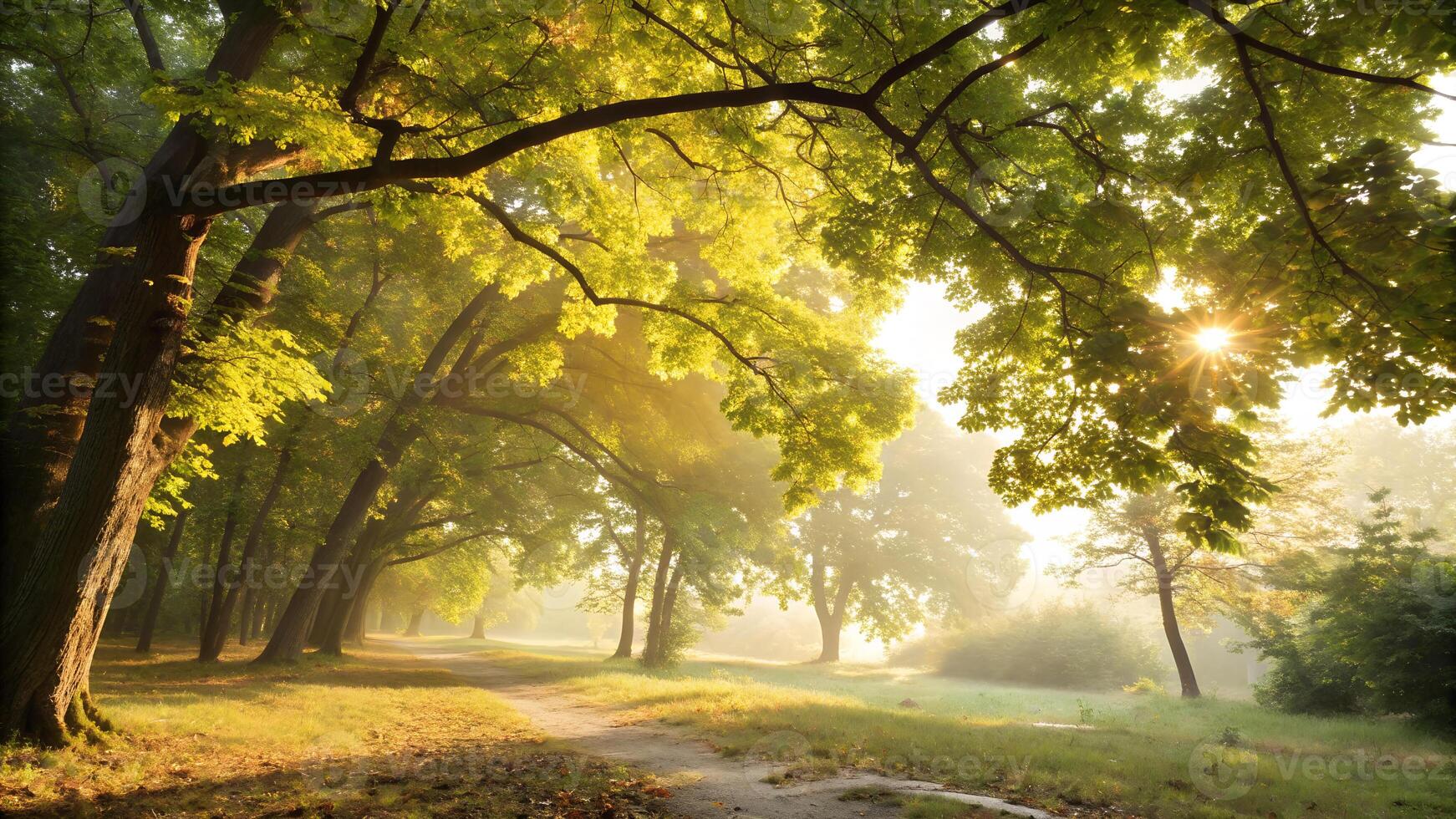Beams of golden sunlight filtering through the dense leaves of a forest canopy, casting soft, dappled shadows below photo