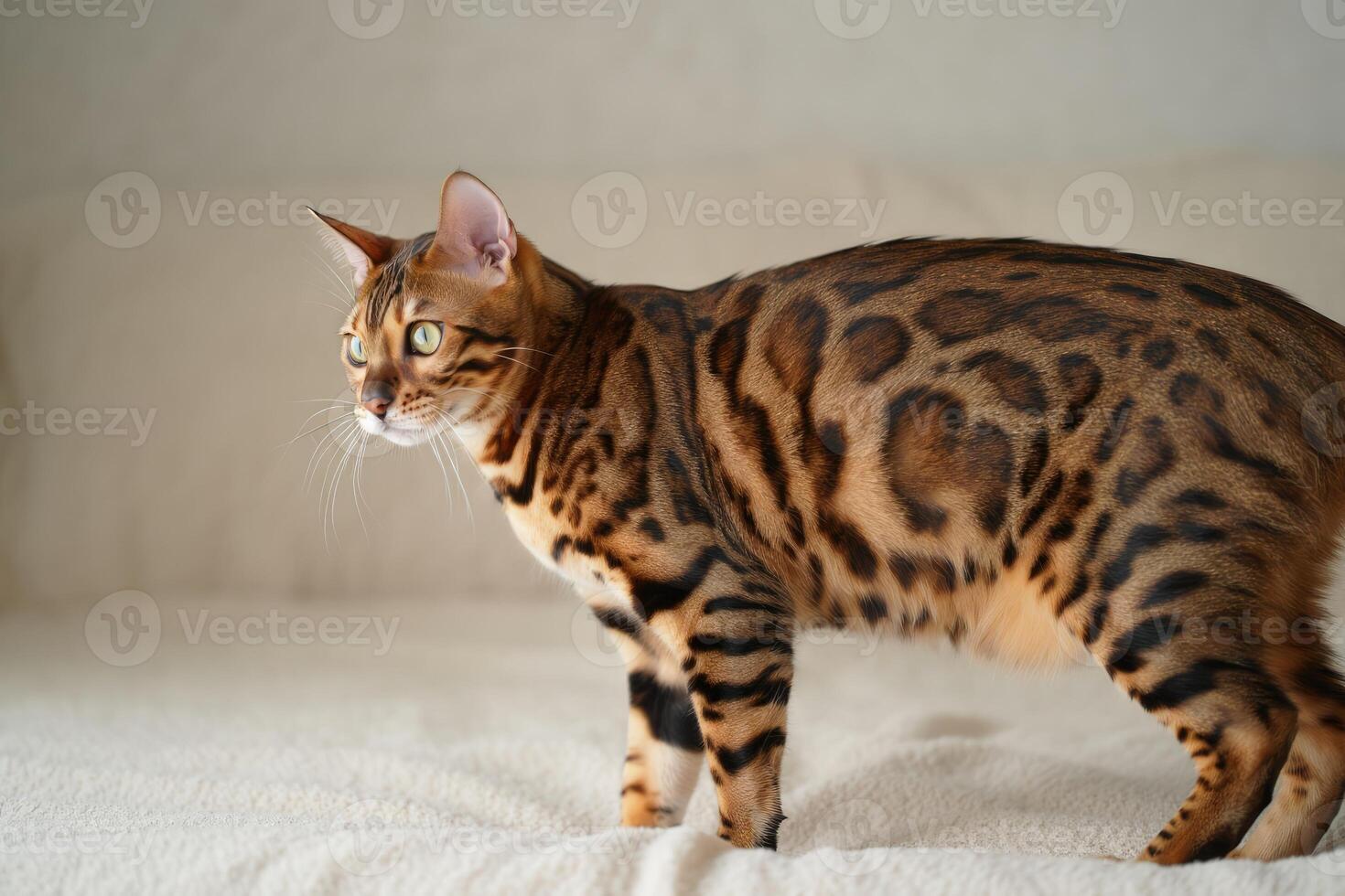 Elegant Bengal cat with stunning coat patterns explores a cozy indoor space photo