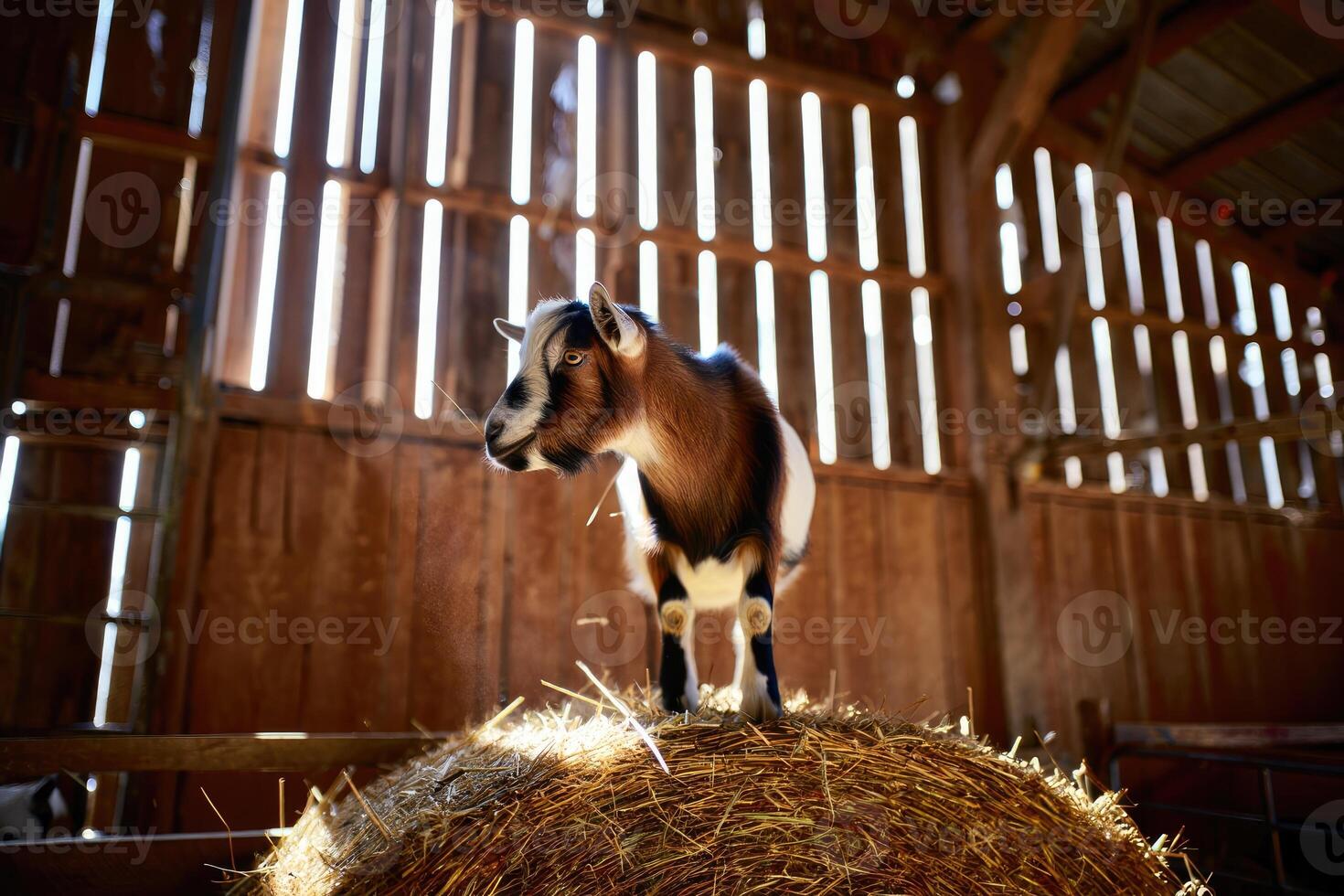 Goat standing on hay bale inside a rustic barn during sunny daylight hours photo