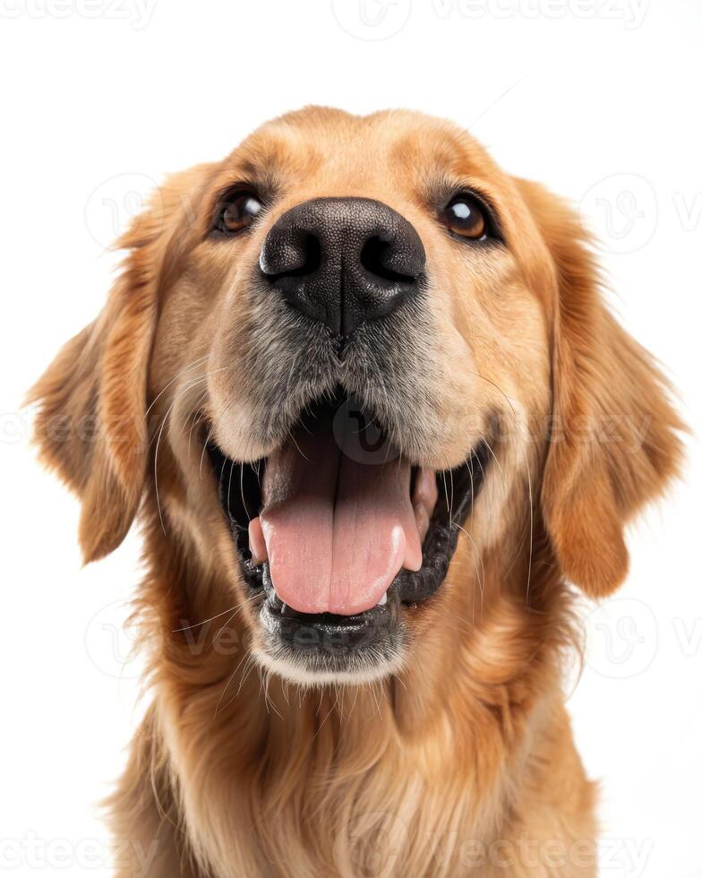 Golden retriever puppy shows goofy grin with open mouth and playful expression in studio photo