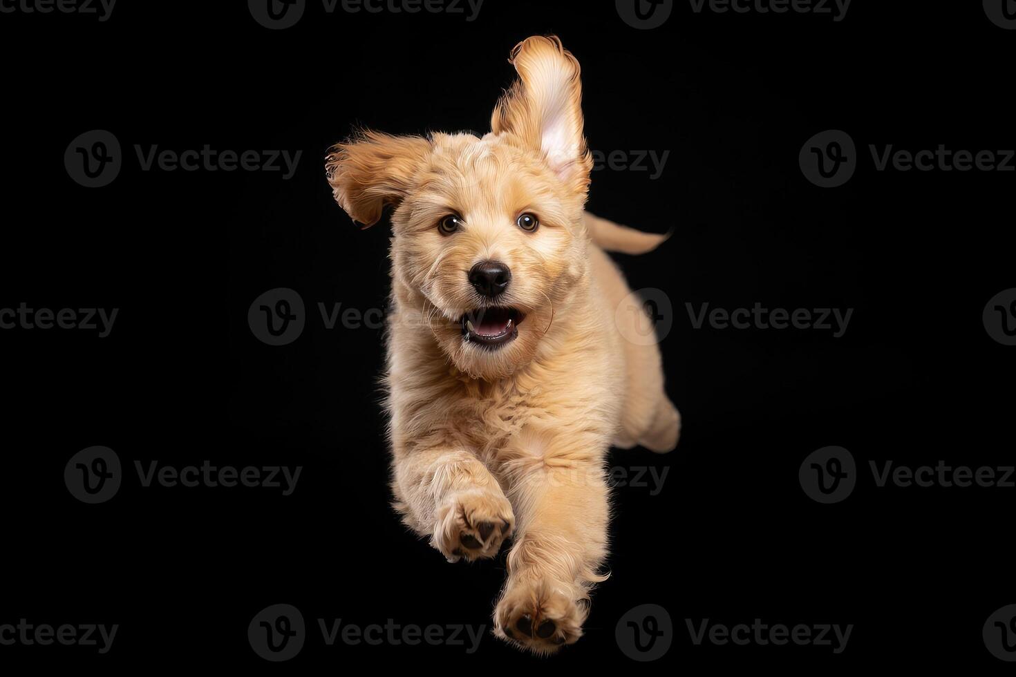 Happy golden retriever puppy jumping against a black background in a playful moment photo