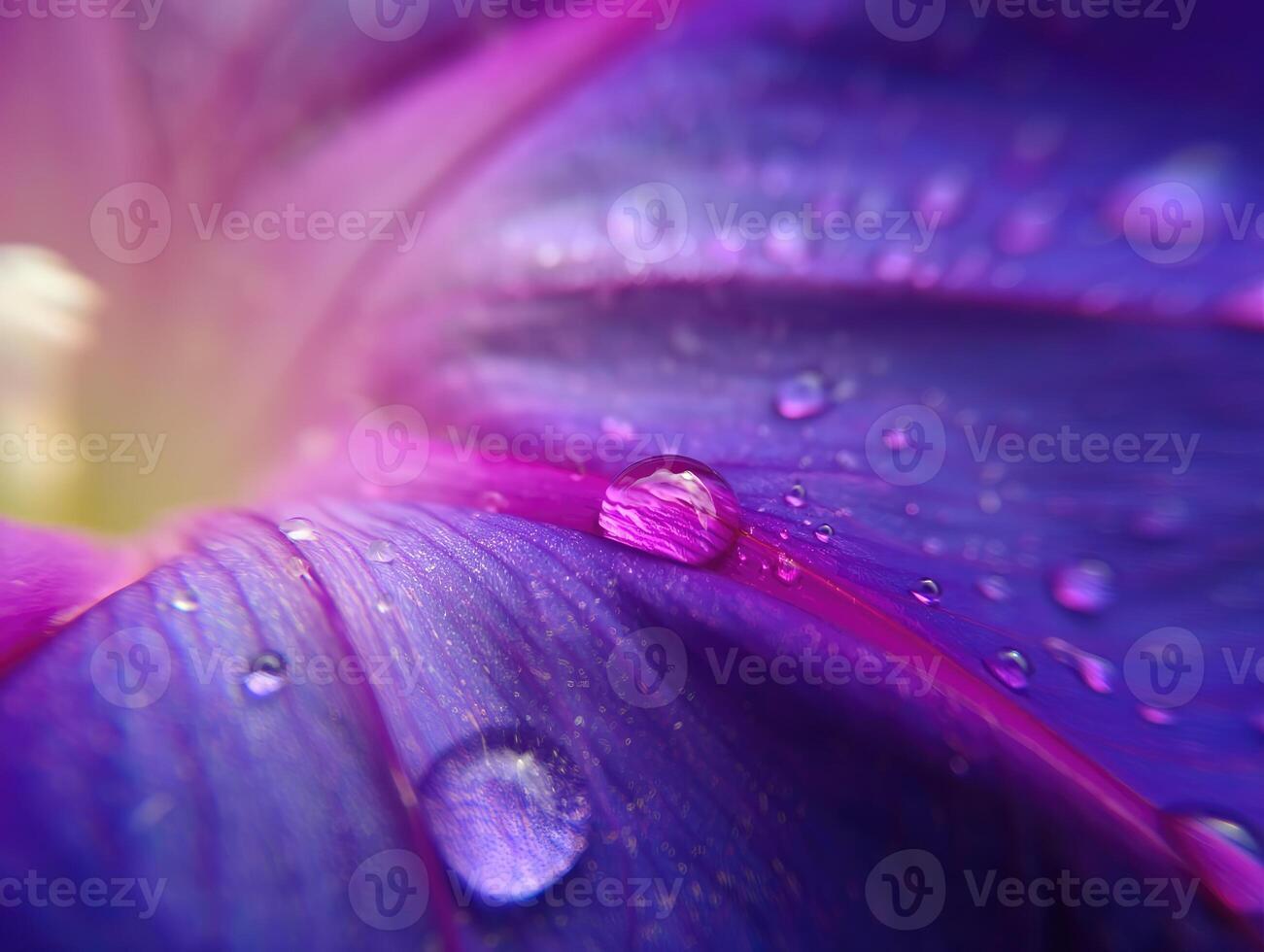 Close up view of a vibrant purple flower petal with droplets of water glistening photo