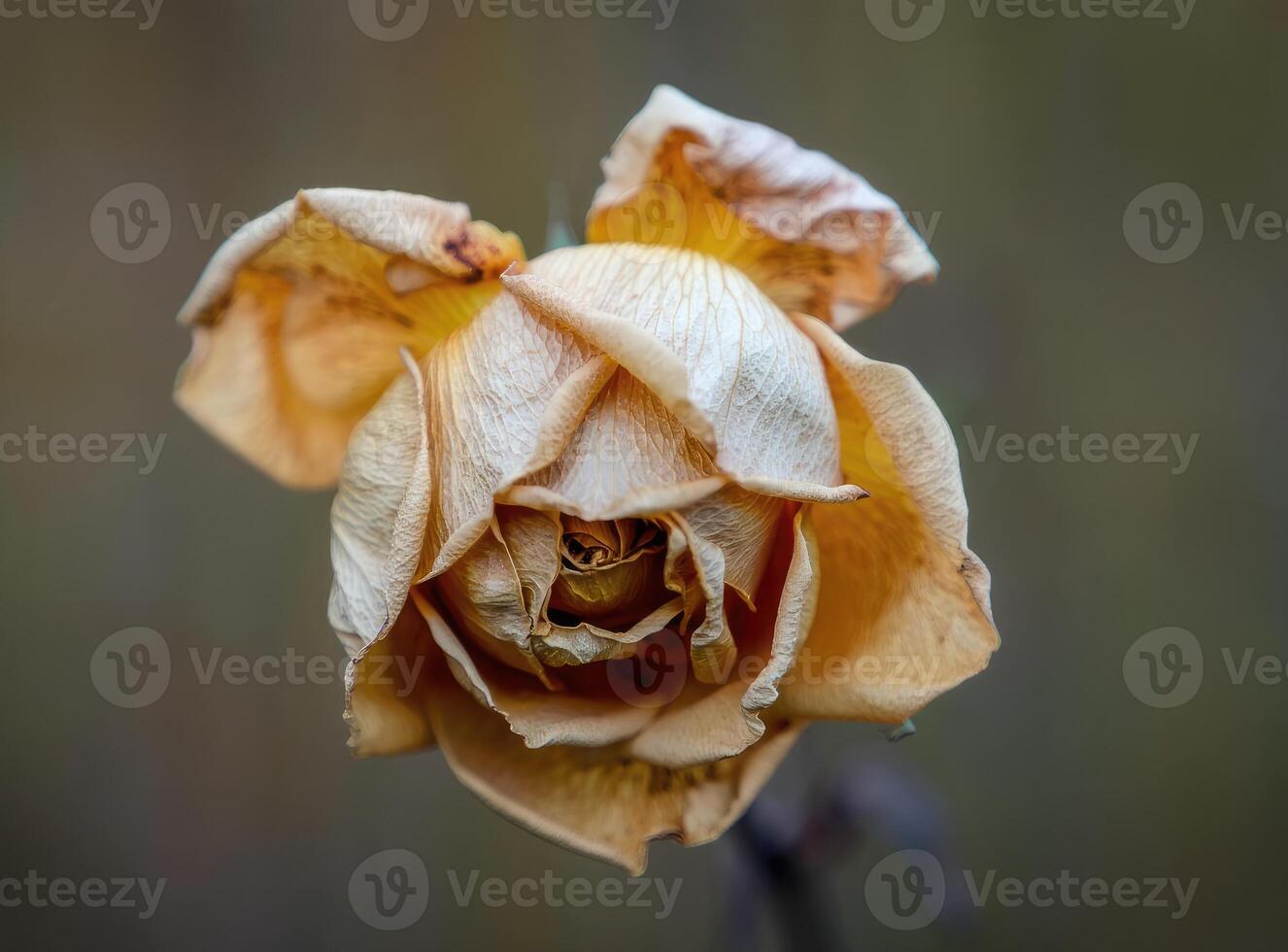 Dried yellow rose captured in close up showcasing its intricate petal details and textures photo