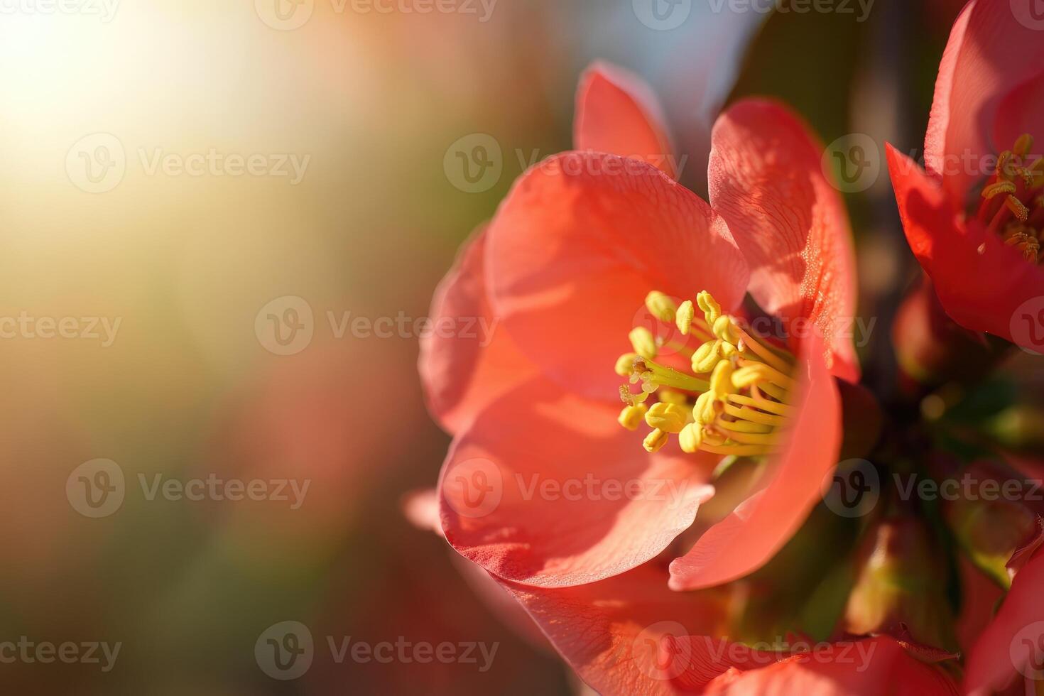 Close up of a blooming flower with soft sunlight in the background during spring photo