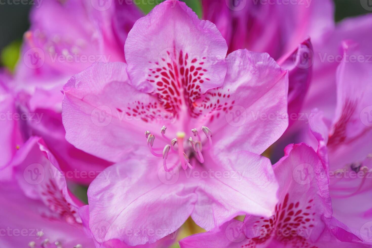Vibrant pink rhododendron blossoms in a lush garden during springtime photo