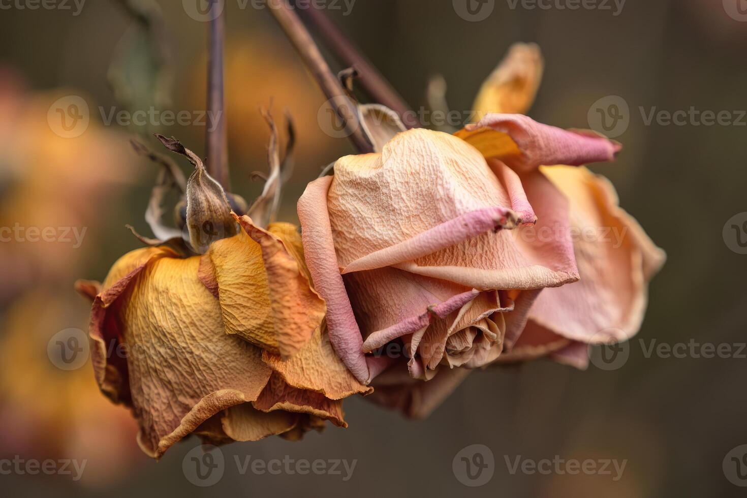 Withering roses on display in an autumn garden highlighting natures beauty and fragility photo