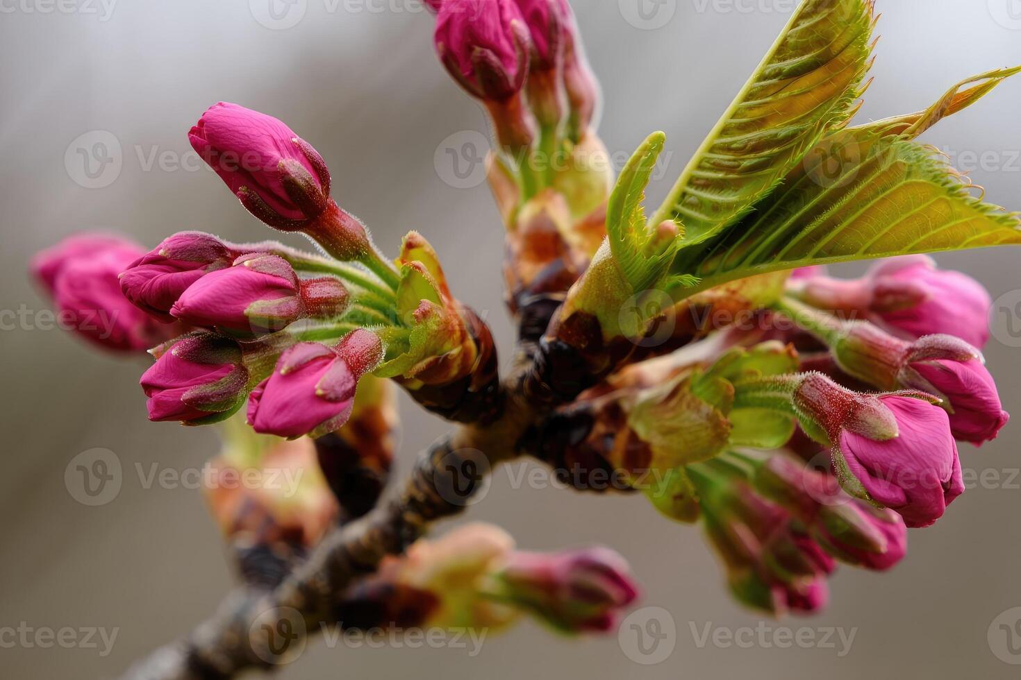 Budding cherry blossoms ready to bloom in early spring season along a tranquil branch photo