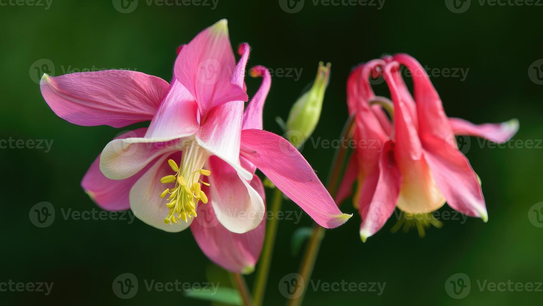 Beautiful pink columbine flowers blooming in a sunny garden during spring season photo