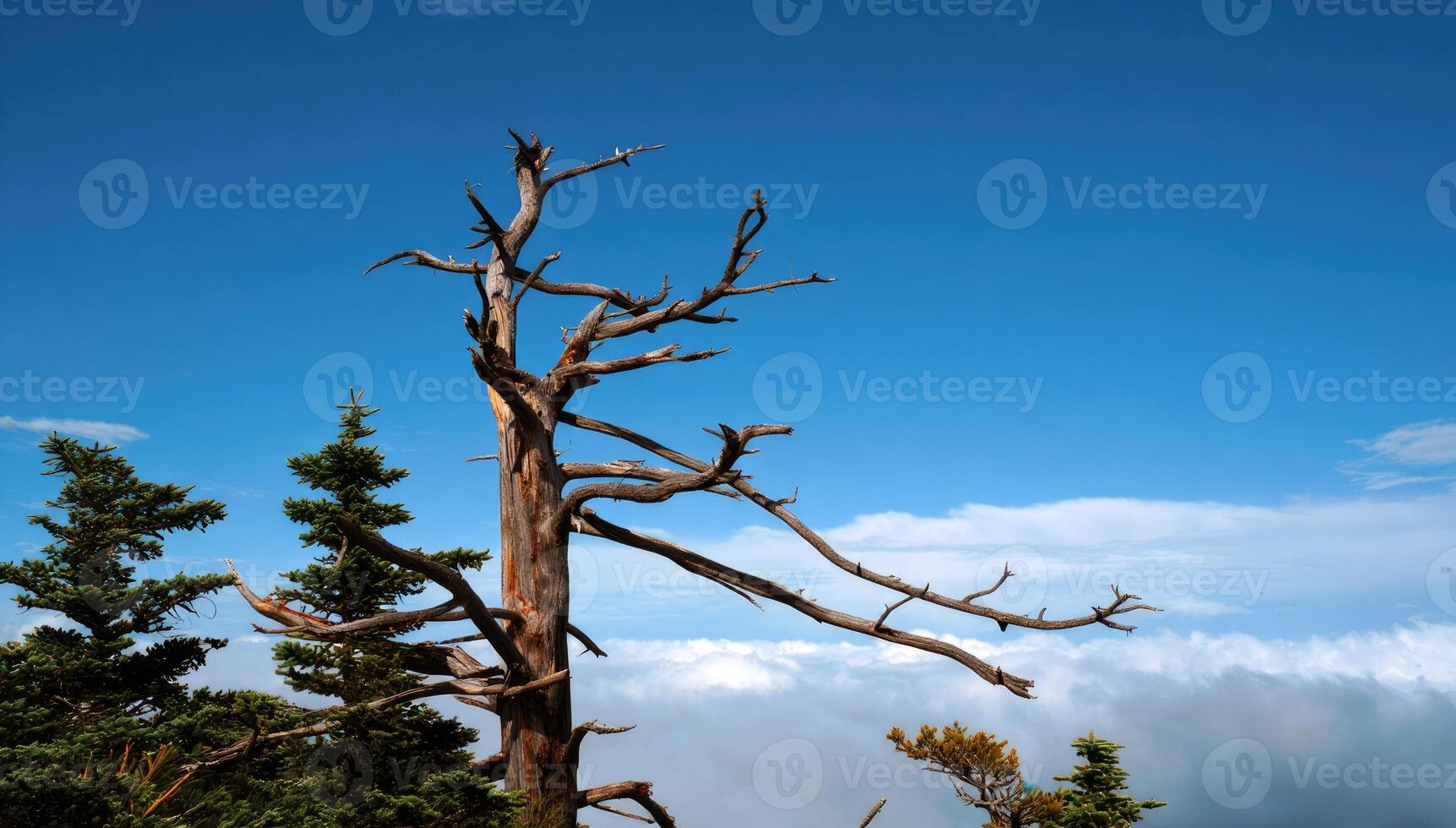 Dead tree standing tall against a blue sky and fluffy clouds at a mountain peak photo