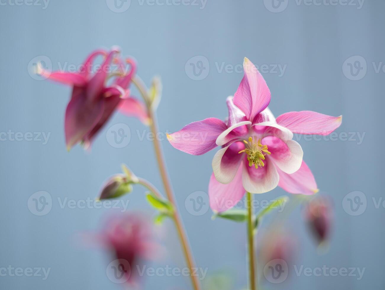 Beautiful pink columbine flowers blooming against a blue background in springtime garden photo