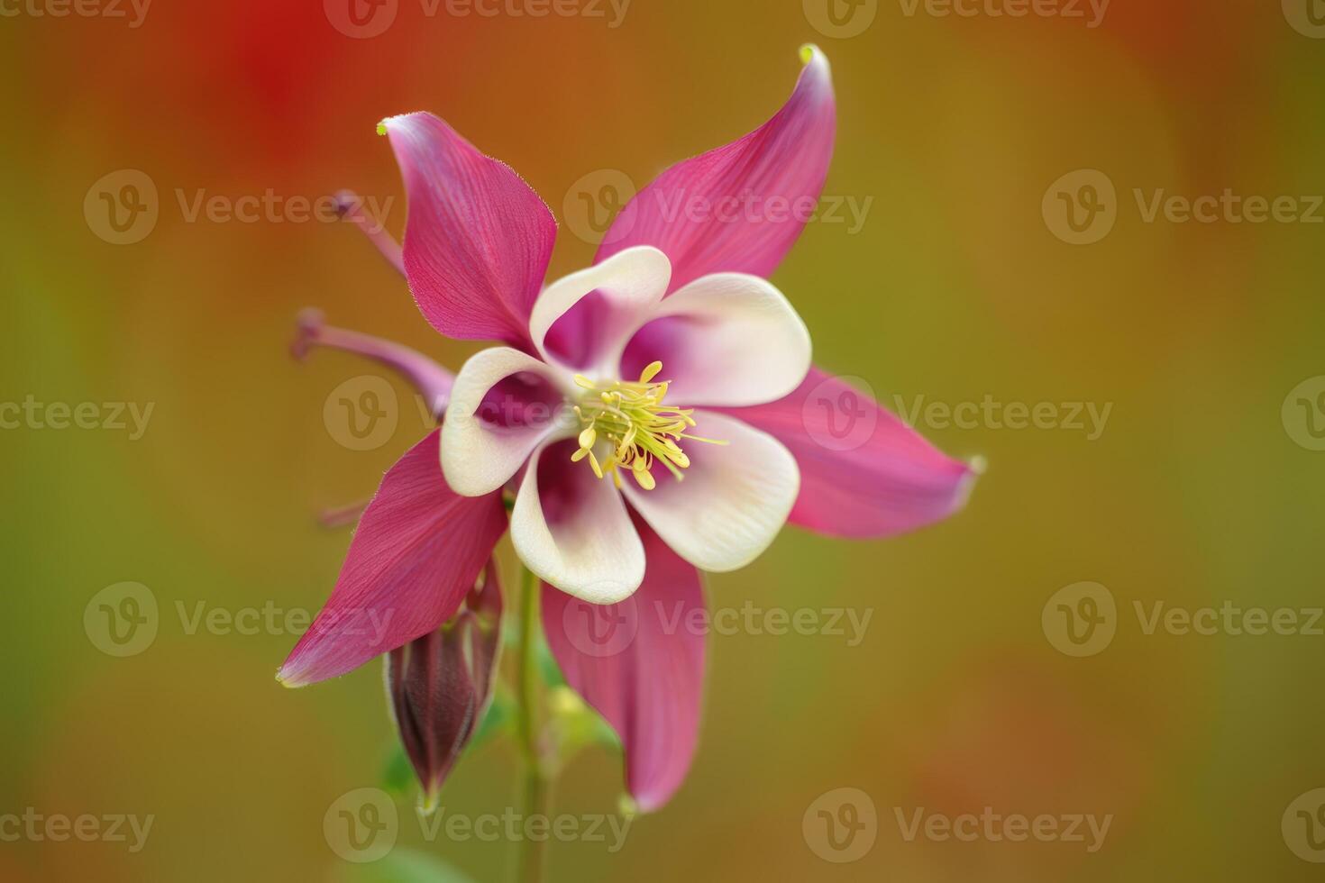 Beautiful columbine flower in vibrant colors in a natural setting during spring photo