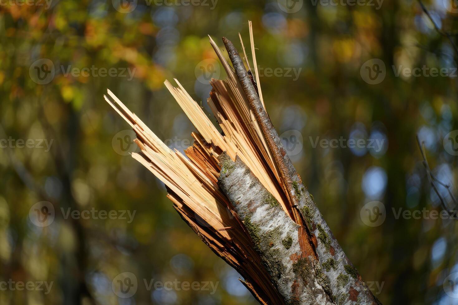 Broken tree branch exposed in forest setting during daylight hours photo