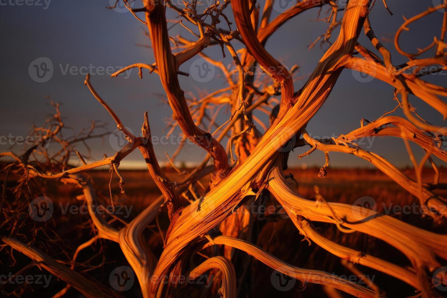 Unique gnarled branches illuminated by sunset glow in a serene countryside landscape photo