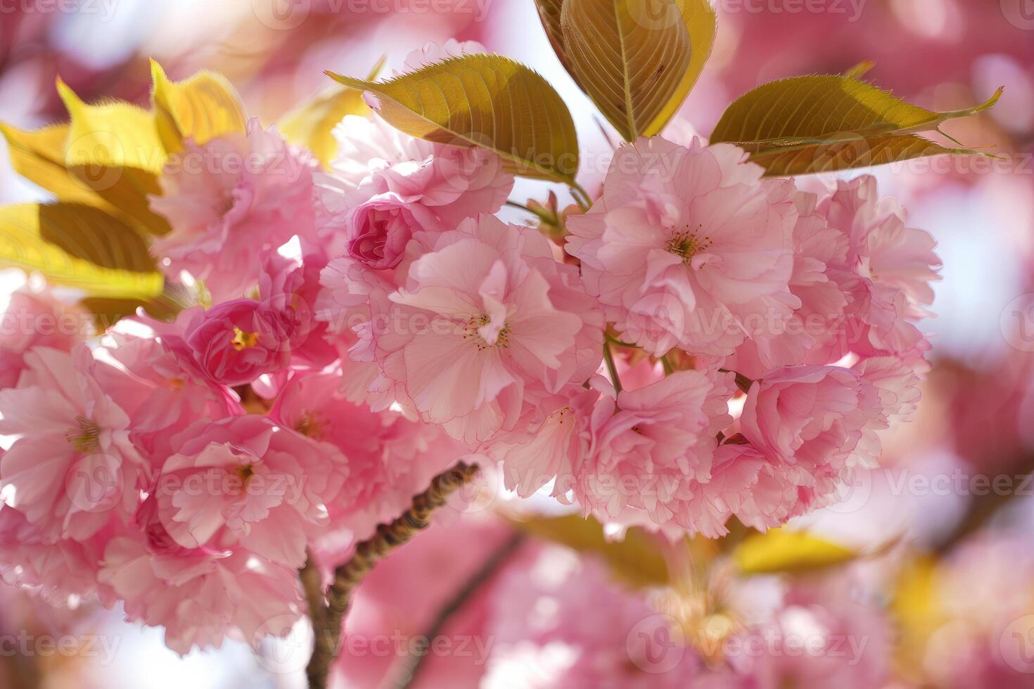 Cherry blossoms bloom in vibrant pink during springtime in a serene park setting photo