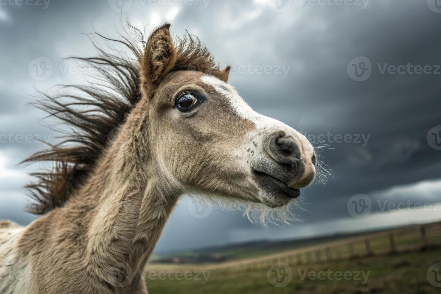 Close up portrait of a curious foal with windblown mane in a dramatic sky photo
