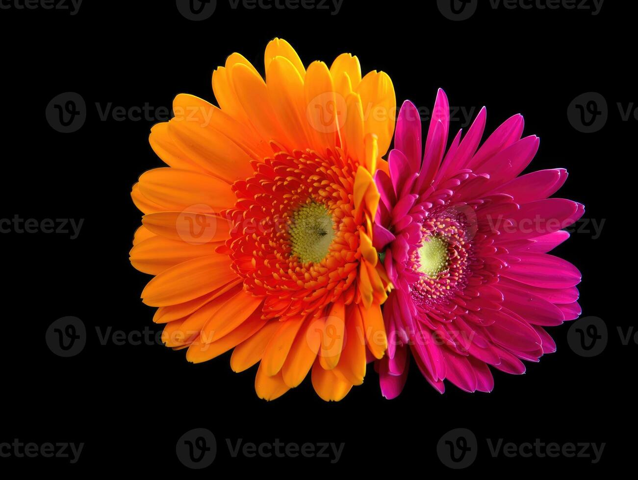 Stunning macro shot of two gerbera daisies, one orange and one pink, on a black background. photo
