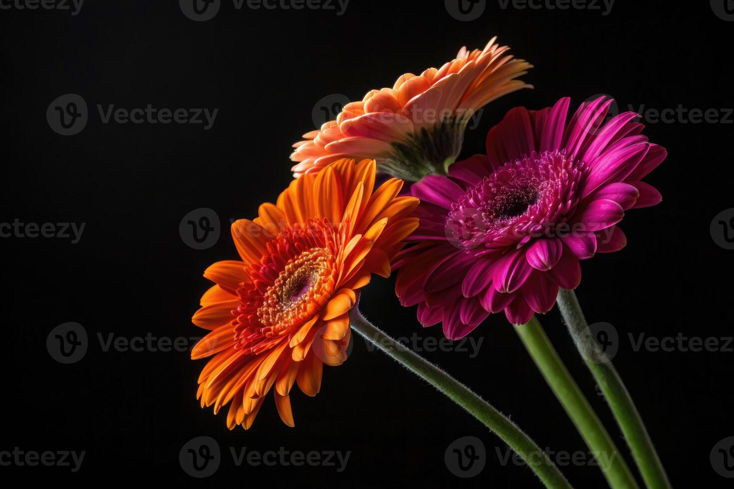 A stunning close-up of three gerbera daisies with bright petals, set against a black background. photo