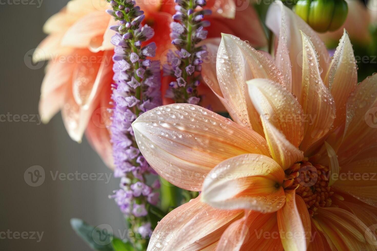 A stunning close-up captures peach dahlias with water droplets and delicate purple veronica. photo