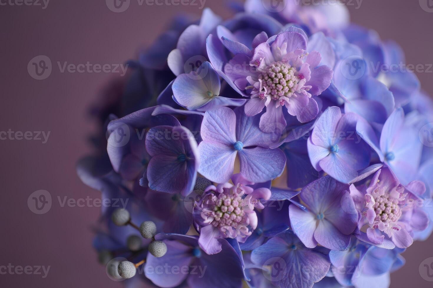 Close-up shot showcases a vibrant arrangement of purple and blue hydrangeas, captivating. photo