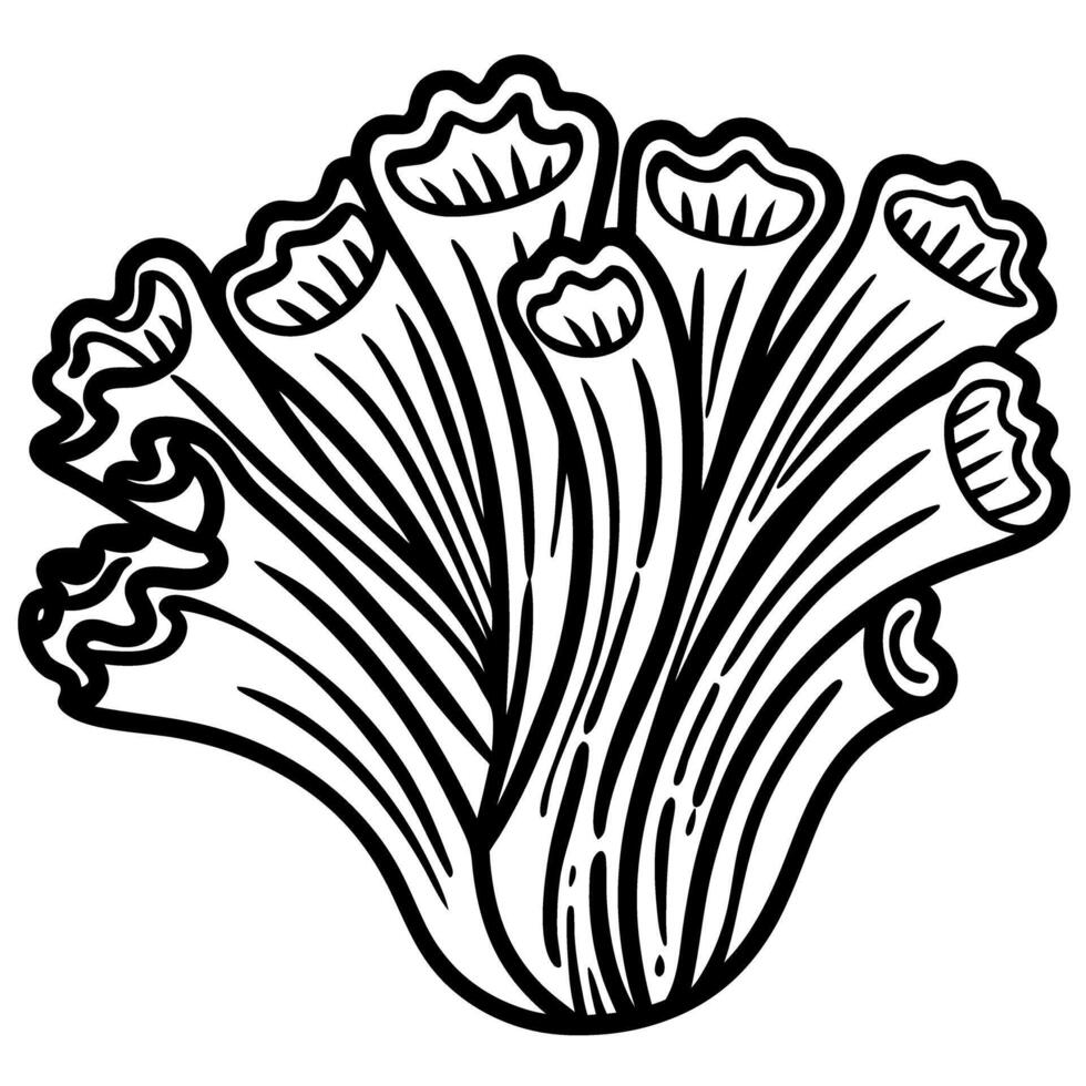 ink illustration of kale cabbage, organic leafy vegetable natural food art, botanical line drawing vector