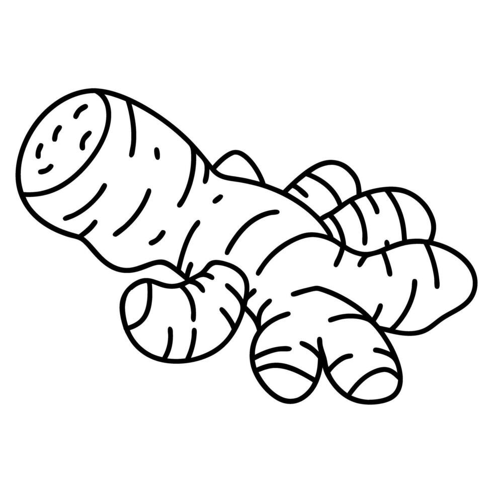 black and white ginger root illustration herbal spice, ingredient for cooking and medicinal use vector