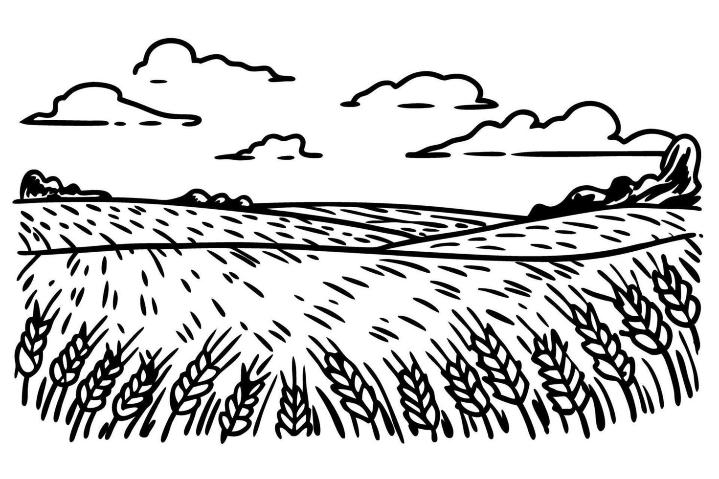 Wheat field landscape, clouds in sky rural countryside illustration, nature and agriculture scene vector