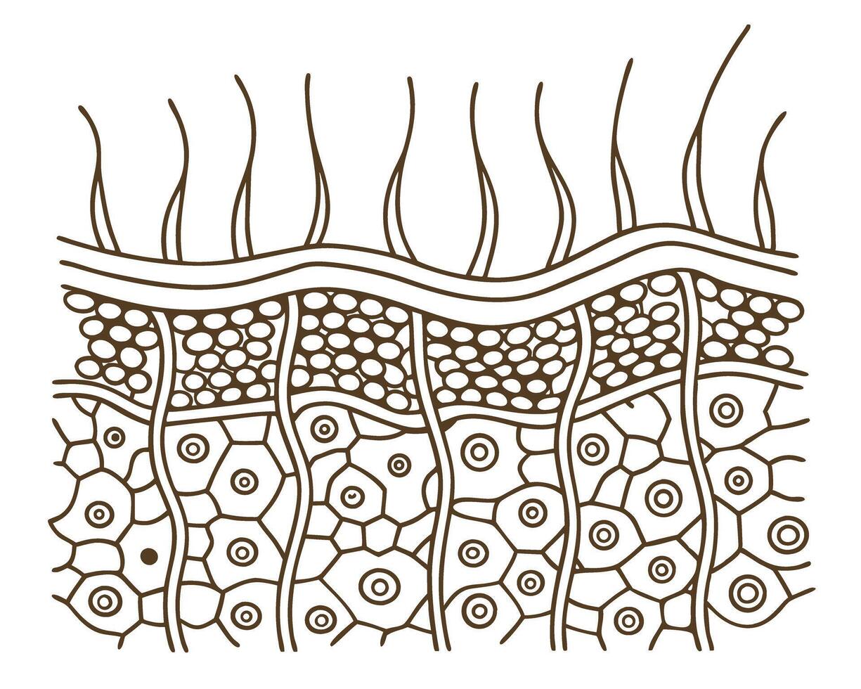 detailed cross section of human skin layers hair follicles, epidermis, dermis, cellular structure vector