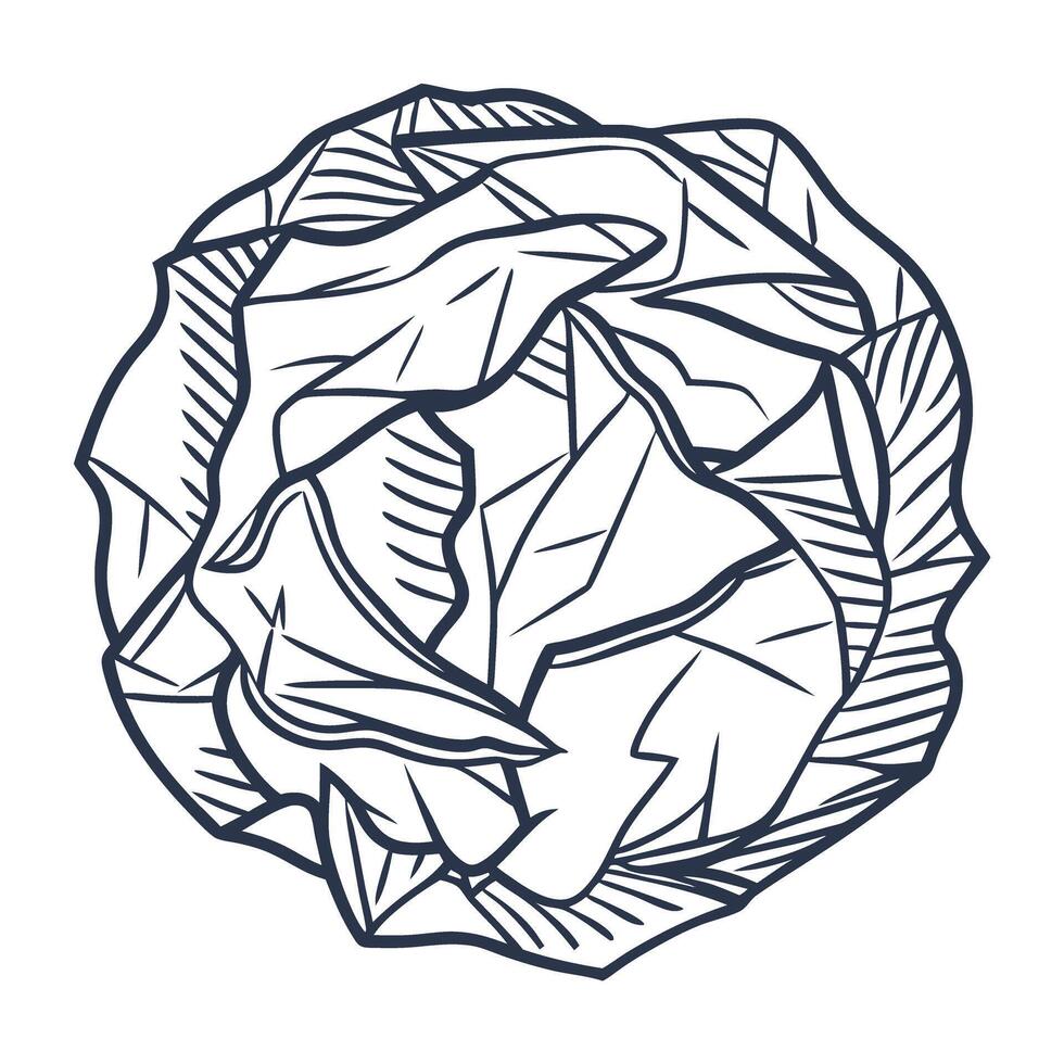Line art cabbage illustration detailed vegetable sketch, monochrome botanical design vector