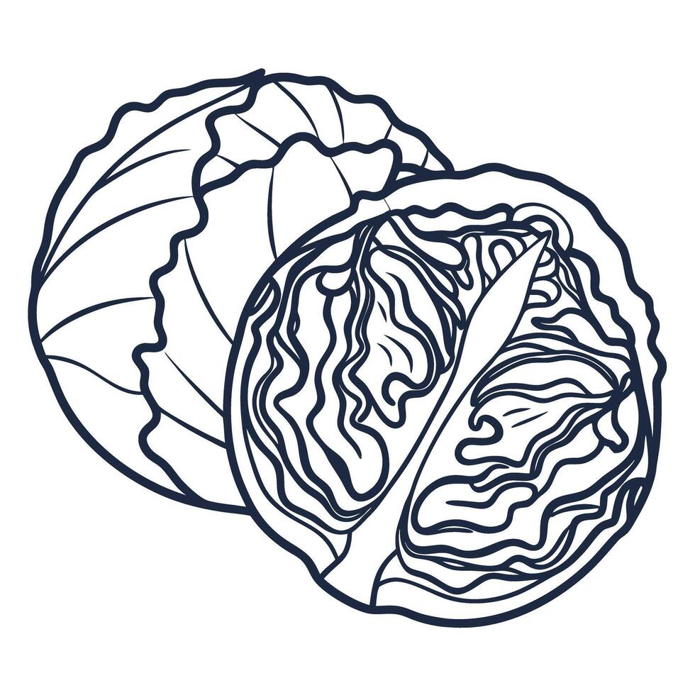 Sliced cabbage line art intricate leaf patterns, texture, botanical illustration vector