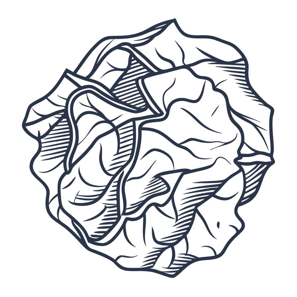 illustration of cabbage detailed black and white sketched vegetable for organic design vector