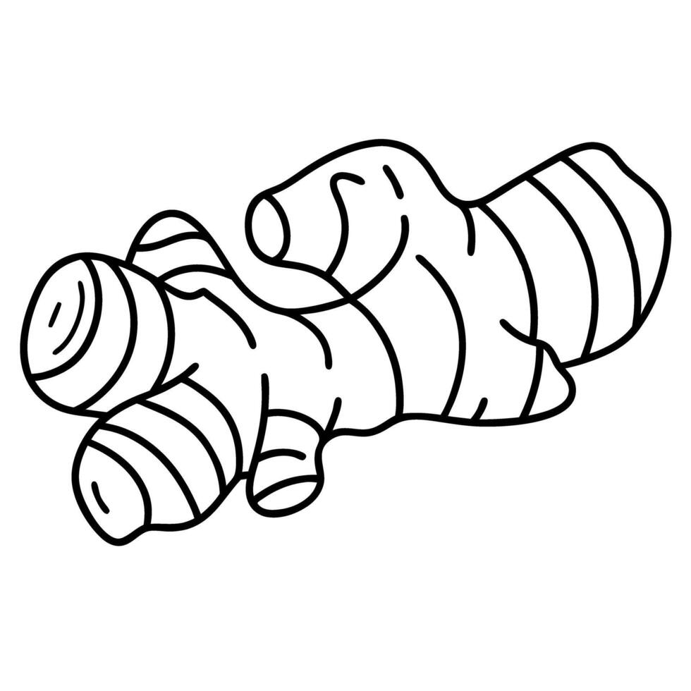ginger root illustration simplified line art black and white spicy herb outline vector
