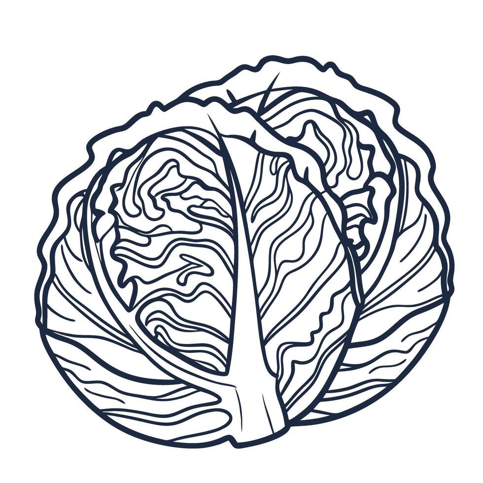 illustration of fresh cabbage, detailed vegetables drawing, healthy leafy greens design vector
