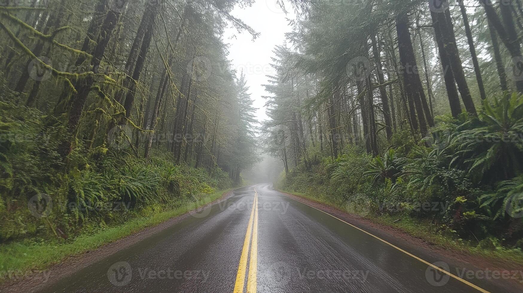 A road in the rain with trees and grass photo