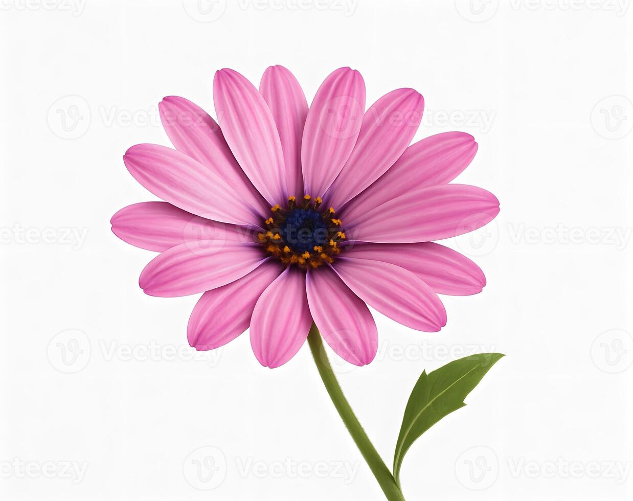 Pink daisy flower on white background photo
