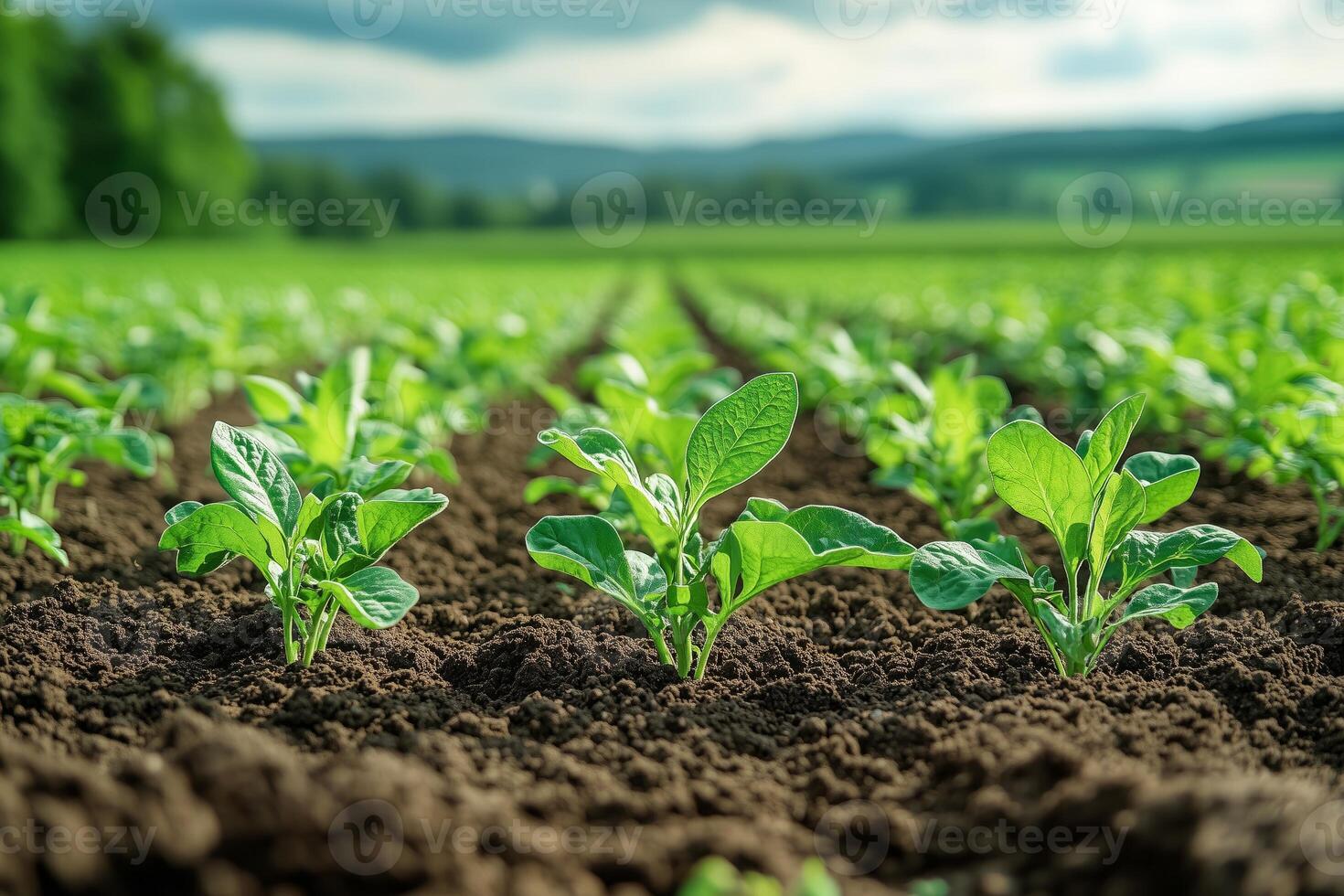 a close up of IoT soil sensors placed in a crop field photo