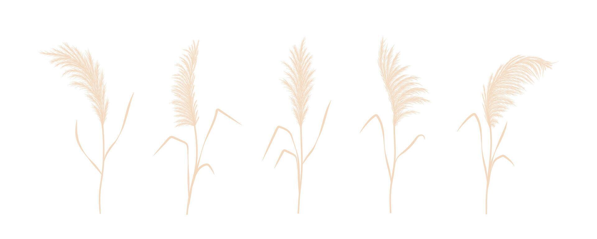 Dry pampas grass collection. Set of cortaderia in boho style. dried flowers isolated on white background. Trendy element design for wedding invitations, postcards, home interior vector