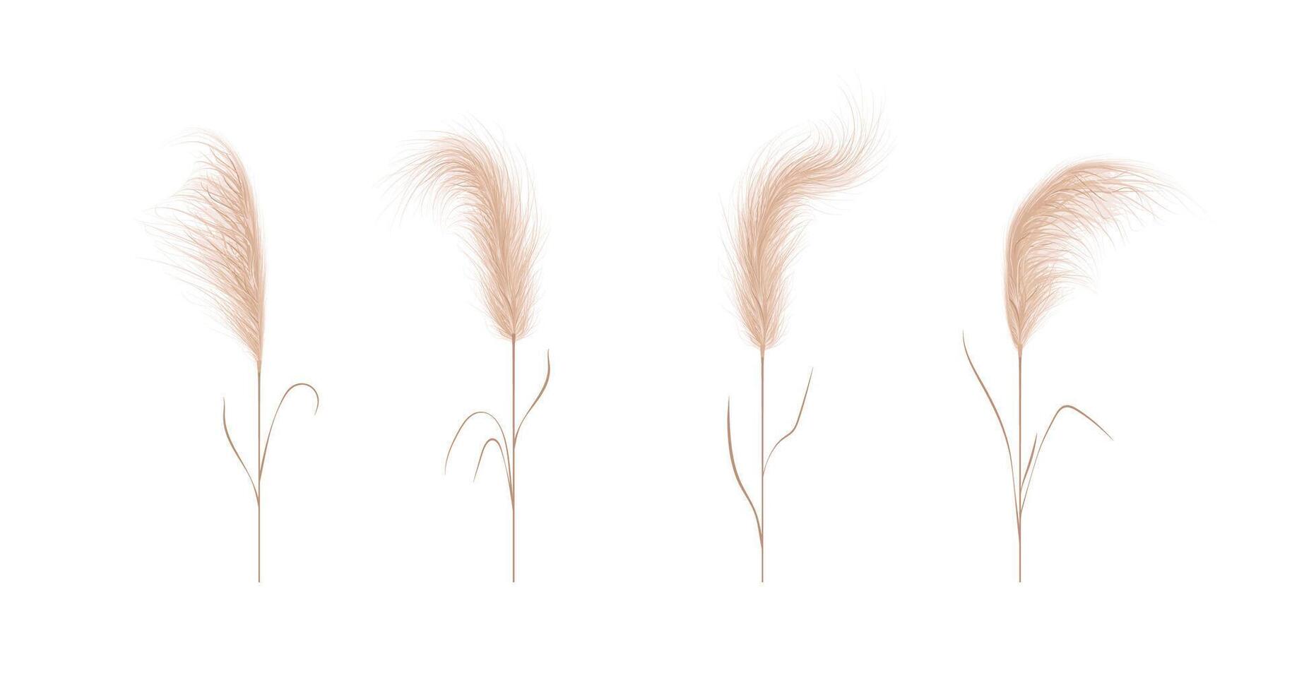 Pampas grass collection. Floral ornament elements in boho style. illustration isolated on white background. Trendy design for wedding invitations, postcards, interior or flower arrangements vector