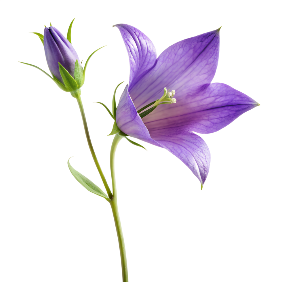Purple Bellflower with Thin Stem and Leaf Crisp Detail Photo png