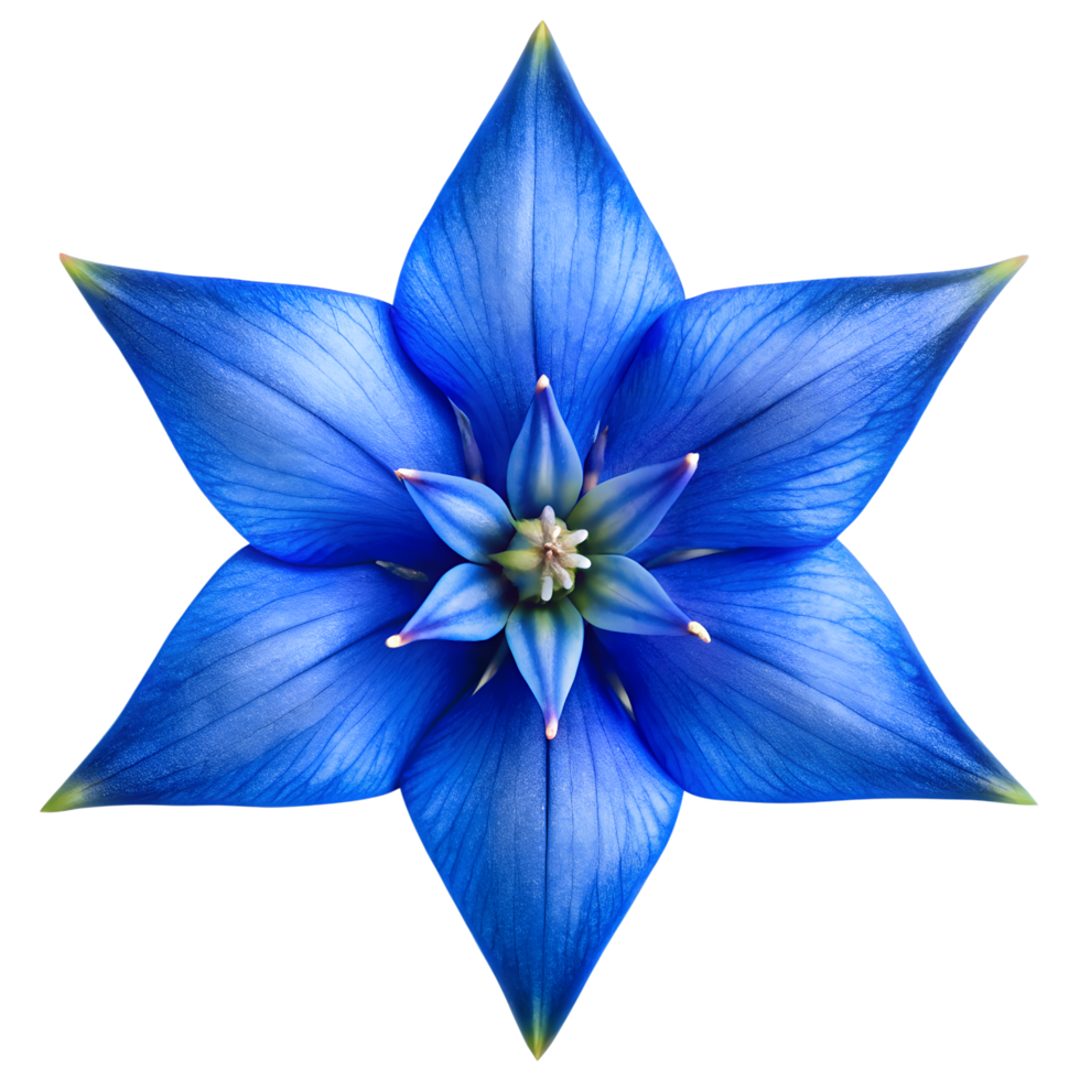 Star Shaped Blue Gentian Bloom Centered and Detail Photo png