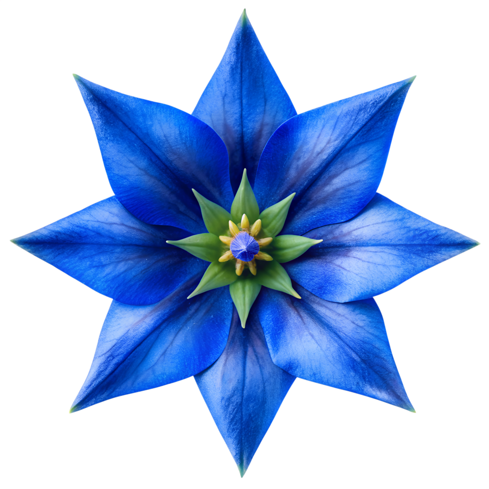 Star Shaped Blue Gentian Bloom Centered and Detailed Photo png