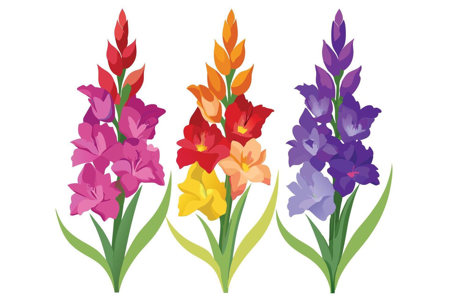 Vibrant Gladiolus Flowers in a Spectrum of Colors vector