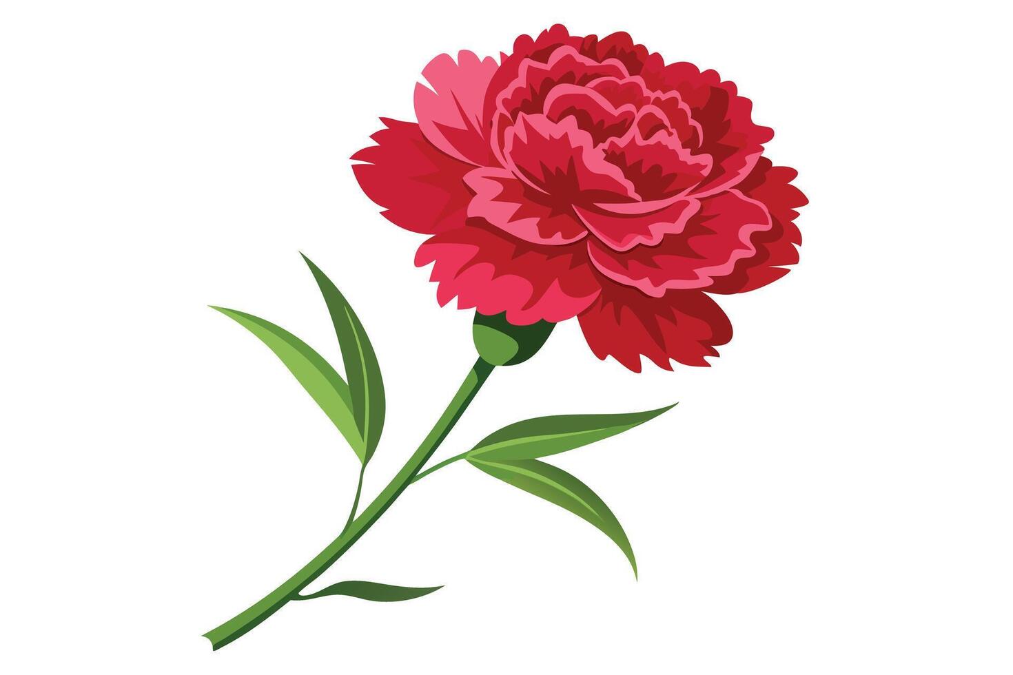 A Vibrant red carnation, perfect for Mother's Day or floral design. vector