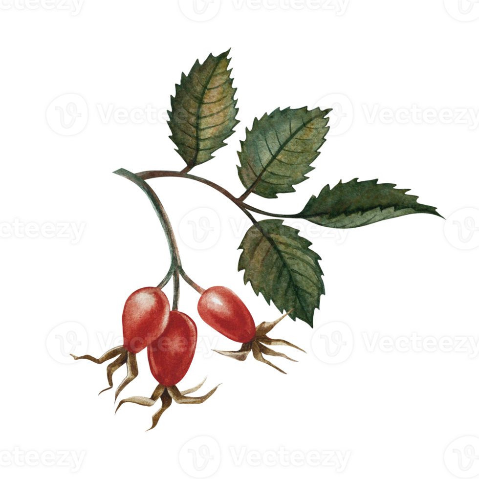 Rosehip fruits. Handmade watercolor illustration. color image of an autumn vitamin fruit. The isolate. For labels, packages, printed products, stickers, posters and banners. png