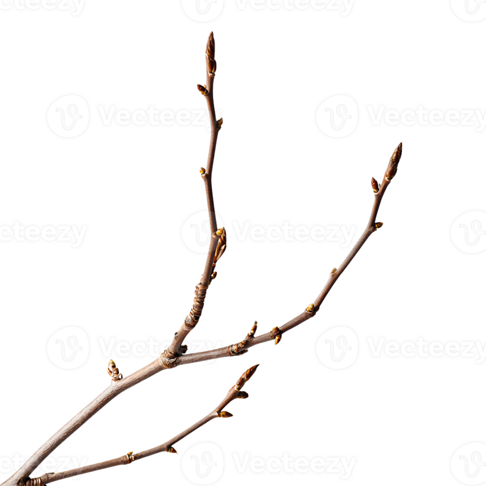 Branch with Buds Springtime Nature Closeup Photography png